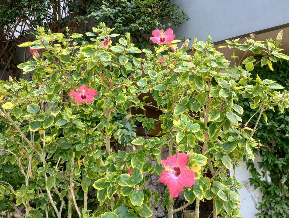 ハイビスカス